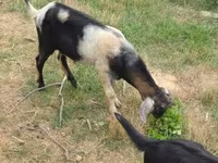 بز نر, Nubian Goat — عکس 4