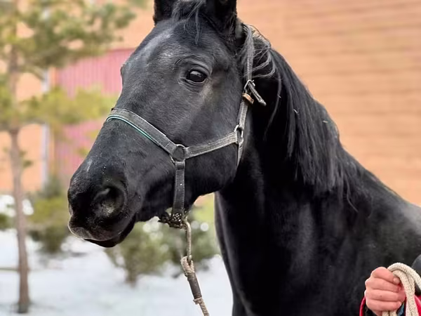 Faras dhaddig, Akhal-Teke