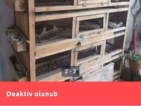 Taxta quş qəfəsi/kletkalar komplekti - Material: qalın taxta karkas — تصویر 1