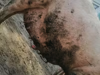 Sow, Pigs — photo 1