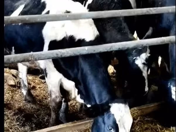 Ko, Yaroslavl cattle