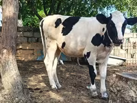 Ko, Simmental cattle — foto 8