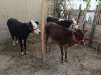 Lo’ (xirmo, jins lama sheegin), Kazakh White-headed cow — sawirka 2