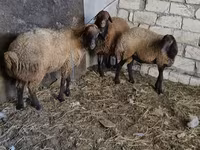 Baran, Owce — zdjęcie 6