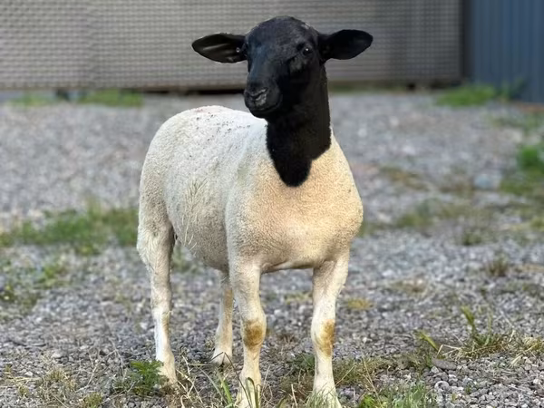 Montone, Hissar sheep