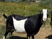 Buk, LaMancha goats — foto 2