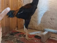 Chickens — լուսանկար 5