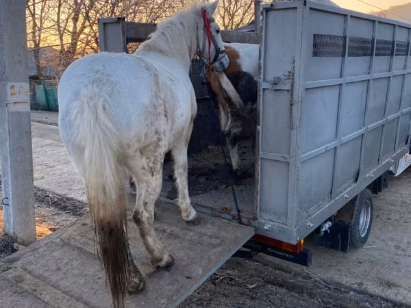 Hingst, Heste