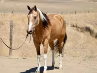 Kuda betina, Quarter Horse — foto 4