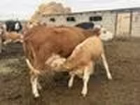 วัวตัวเมีย, Simmental cattle — รูปภาพ 8