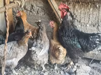 Chickens — รูปภาพ 1