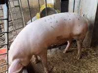 Sow, Pigs — photo 1