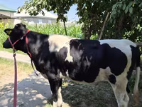 Mucca, Russian Black pied cattle — foto 4