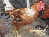 Chickens — عکس 4