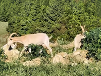 Էգ այծ, Այծեր — լուսանկար 4