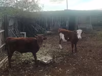 Sapi (batch, jenis kelamin tidak disebutkan), Simmental cattle — foto 3