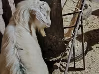 Koza, Alpine goat — zdjęcie 6