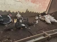 Ducks — عکس 5