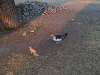 Ducks — عکس 2