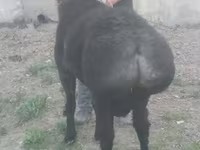 Kambing jantan, Sheep — foto 2