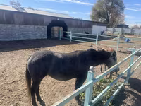 فرس, Horse breed — الصورة 1