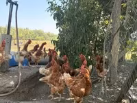 Chickens — الصورة 1