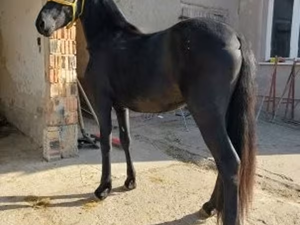 雄馬, Friesian