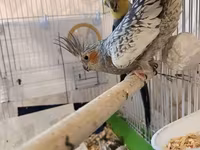 Nimfa (cockatiel) cütlüyü və qəfəs dəsti - Növ: Nimfa tutuquşusu — عکس 3