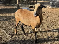 Owca, Cameroon sheep — zdjęcie 3