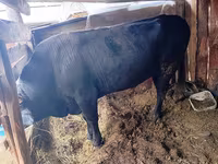 Lembu jantan, Aberdeen-Angus — foto 2