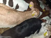 گاو نر, Simmental cattle — عکس 4