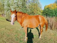 Caballo, Caballos — foto 5