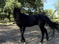 Konji (partija, pol nije naveden), American shetland pony — fotografija 8