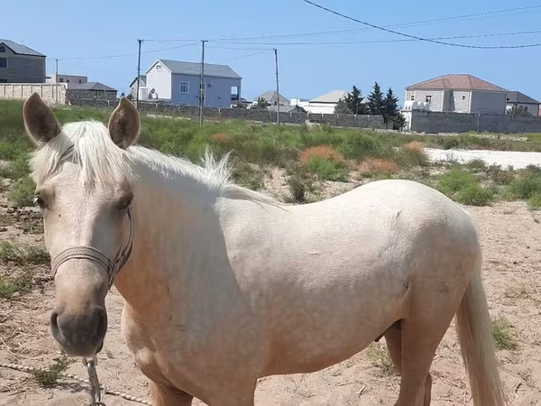 Horse (M), Azerbaijan horse — Azerbaijan