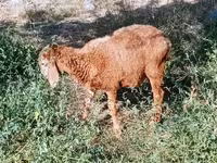 بز ماده, بز — عکس 3