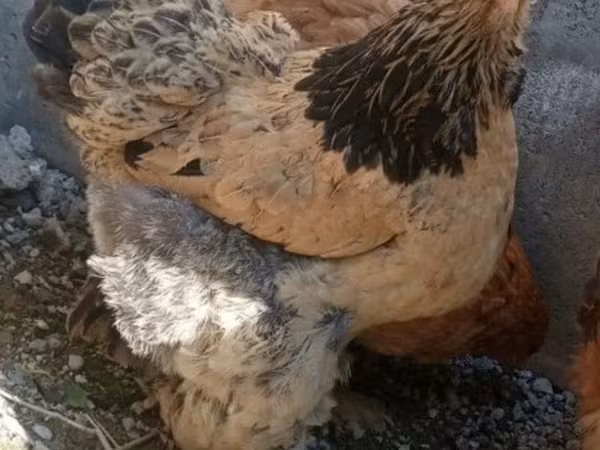 Brahma