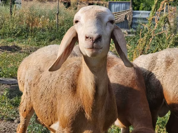 Wad, Arashan sheep