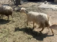 گوسفند (گروه، جنسیت مشخص نشده), گوسفند — عکس 2