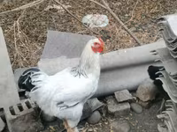 Brahma — foto 3
