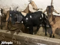 Kozioł, Nubian Goat — zdjęcie 3