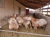 Ovan, Arashan sheep — fotografija 5
