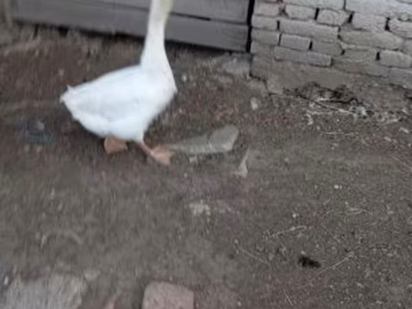 Geese