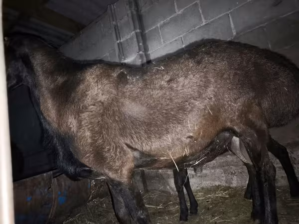 मेढ़ा, Hissar sheep