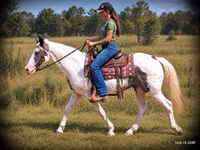 Kůň, National Show Horse — foto 2