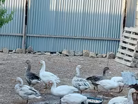 Geese — รูปภาพ 3