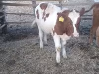 Boğa, Simmental cattle — foto 4
