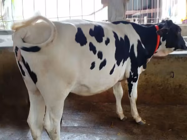 Krowa, Rasa holsztyńska — Bangladesz