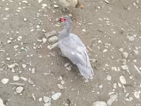 Ducks — zdjęcie 1