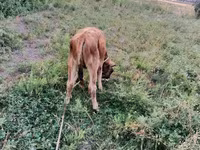 सांड, मवेशी — फ़ोटो 1