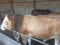 گاو نر, Swiss cattle — عکس 1
